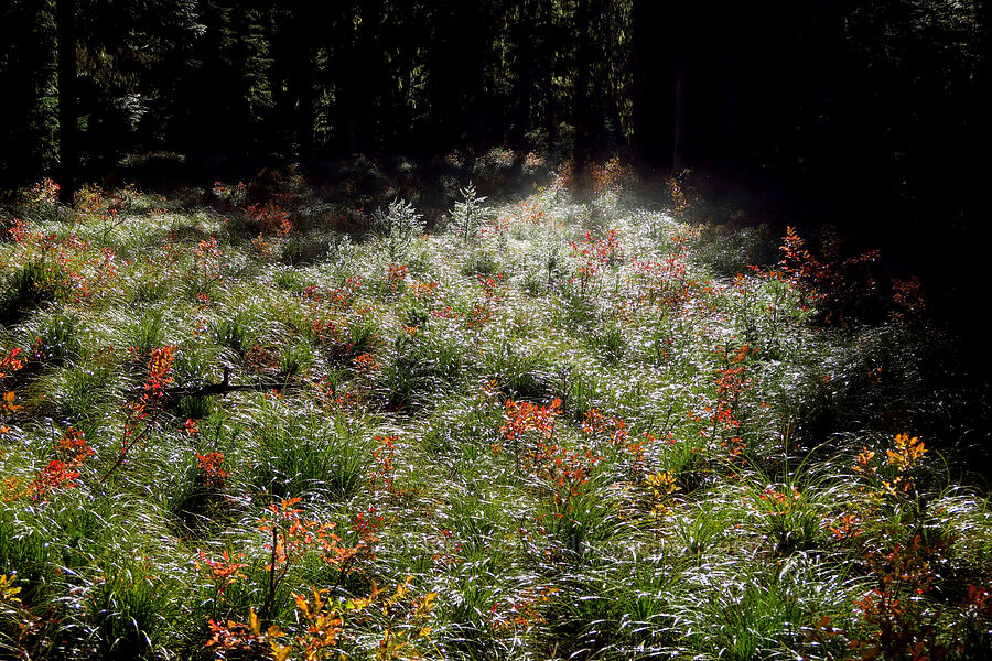 wet, steaming plants [Sahalie Falls Trail, Mt. Hood National Forest, Hood River County, Oregon]