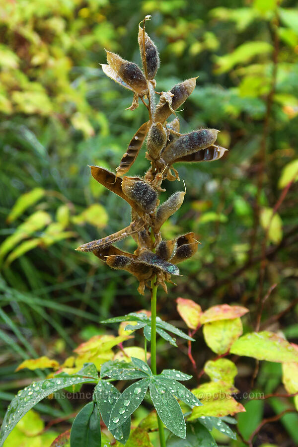 broad-leaf lupine, gone to seed (Lupinus latifolius) [Umbrella Falls Trail, Mt. Hood National Forest, Hood River County, Oregon]