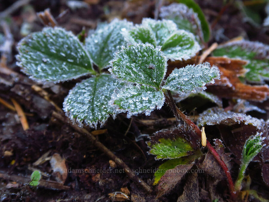 frost on strawberry leaves (Fragaria sp.) [Heather Canyon Ski Trail, Mt. Hood National Forest, Hood River County, Oregon]