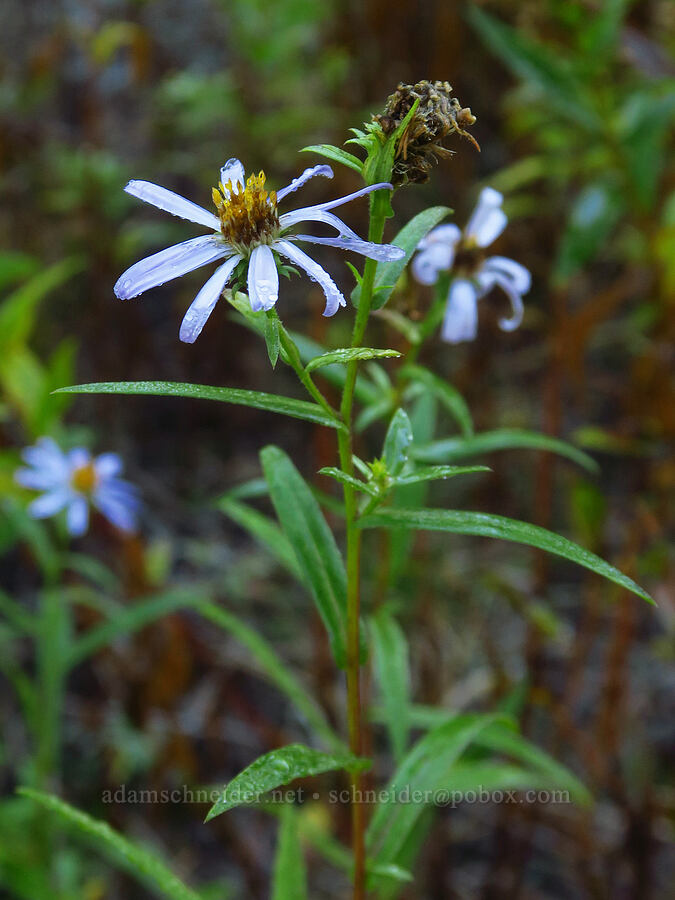 Douglas' aster (Symphyotrichum subspicatum (Aster subspicatus)) [Heather Canyon Ski Trail, Mt. Hood National Forest, Hood River County, Oregon]