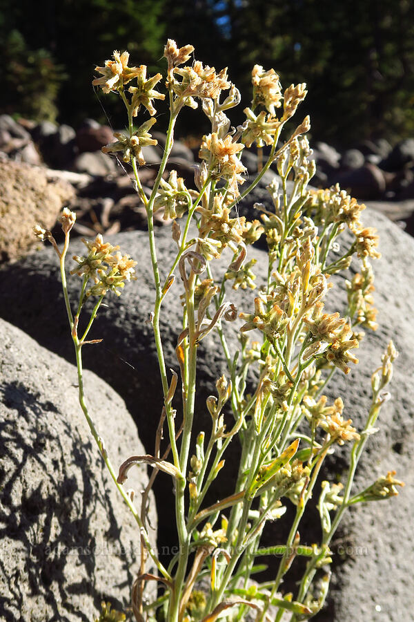 cudweed/rabbit-tobacco (?) (Pseudognaphalium thermale (Gnaphalium canescens ssp. thermale)) [Clark Creek, Mt. Hood National Forest, Hood River County, Oregon]