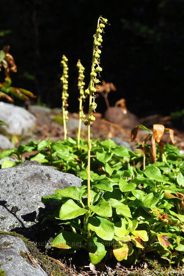 one-sided wintergreen, going to seed (Orthilia secunda (Pyrola secunda)) [Clark Creek, Mt. Hood National Forest, Hood River County, Oregon]