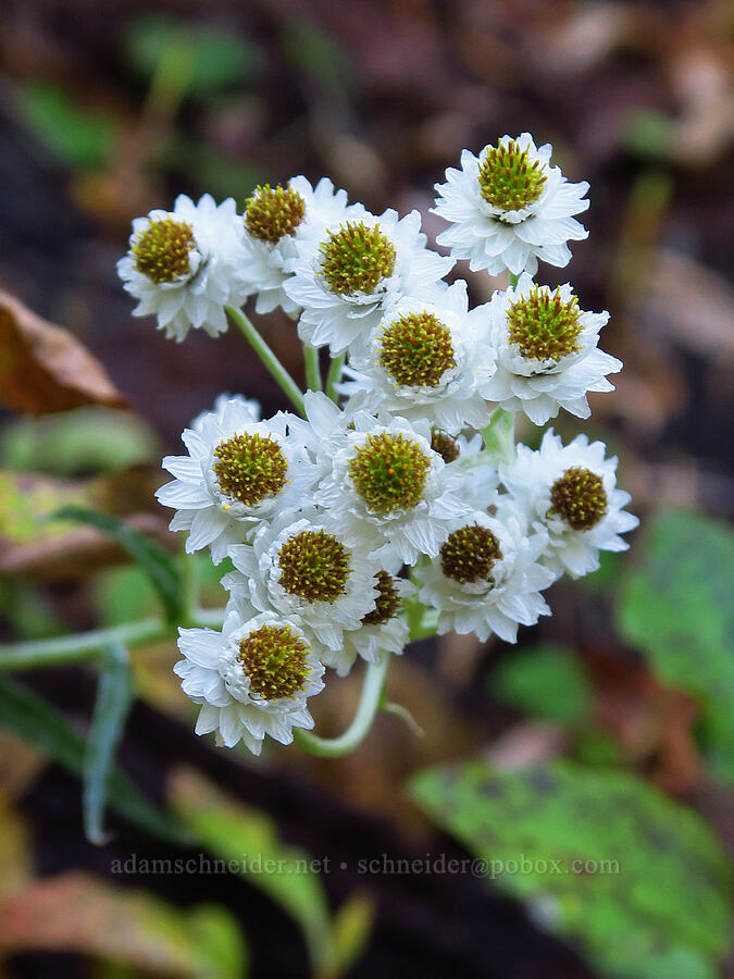 pearly everlasting flowers (Anaphalis margaritacea) [above Clark Creek, Mt. Hood National Forest, Hood River County, Oregon]