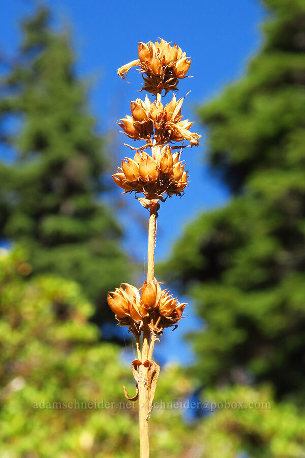 glaucous penstemon, gone to seed (Penstemon euglaucus) [Picnic Rock Ridge, Mt. Hood National Forest, Hood River County, Oregon]