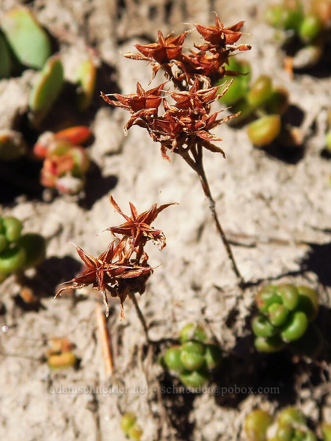 spreading stonecrop, gone to seed (Sedum divergens) [Picnic Rock Ridge, Mt. Hood National Forest, Hood River County, Oregon]