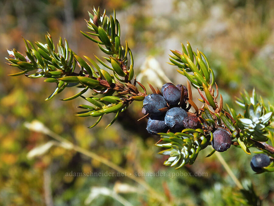 common juniper berries (Juniperus communis) [Newton Pinnacle, Mt. Hood National Forest, Hood River County, Oregon]