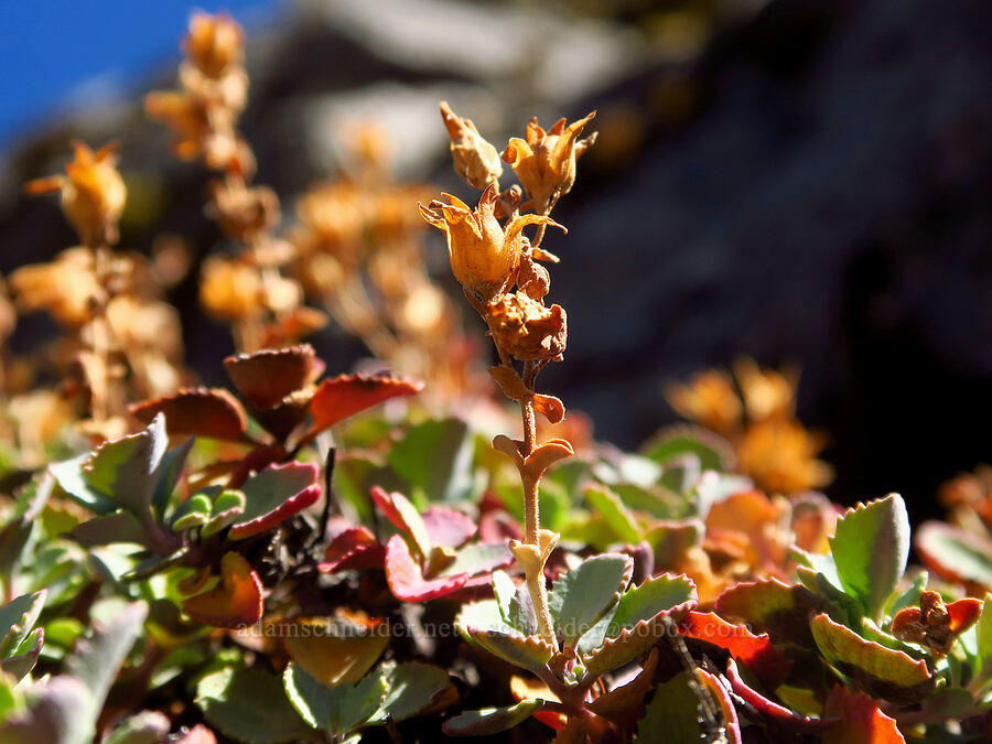 cliff penstemon, gone to seed (Penstemon rupicola) [Newton Pinnacle, Mt. Hood National Forest, Hood River County, Oregon]