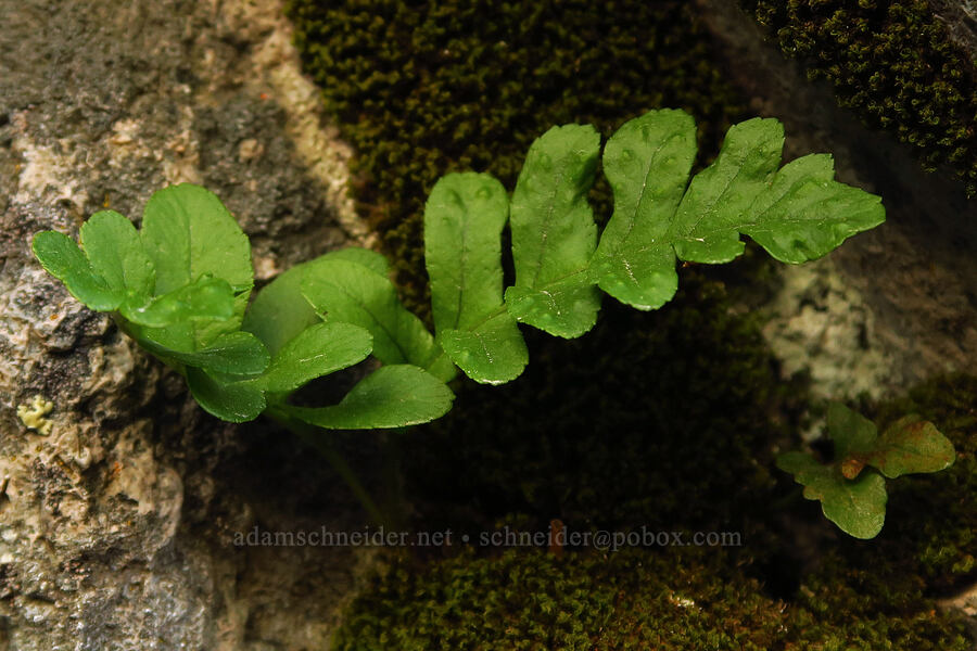 polypody fern (Polypodium sp.) [Newton Pinnacle, Mt. Hood National Forest, Hood River County, Oregon]