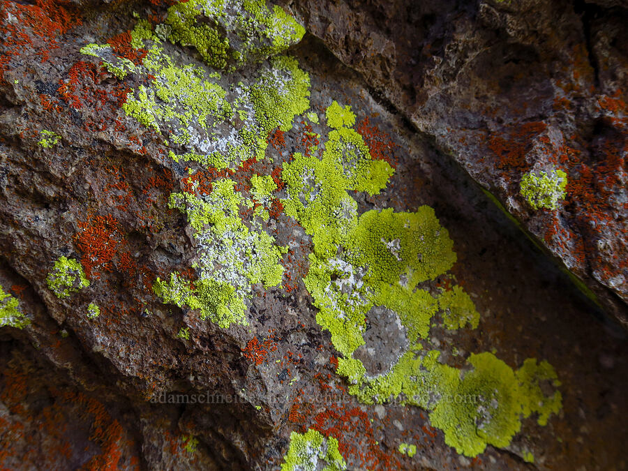 lichen [Newton Pinnacle, Mt. Hood National Forest, Hood River County, Oregon]