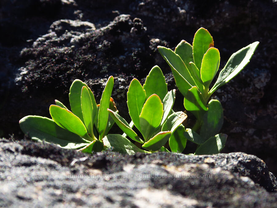 hybrid penstemon leaves (Penstemon sp.) [summit of Newton Pinnacle, Mt. Hood National Forest, Hood River County, Oregon]