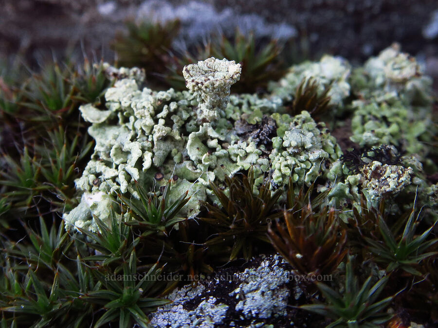 pixie cup lichen (Cladonia sp.) [summit of Newton Pinnacle, Mt. Hood National Forest, Hood River County, Oregon]