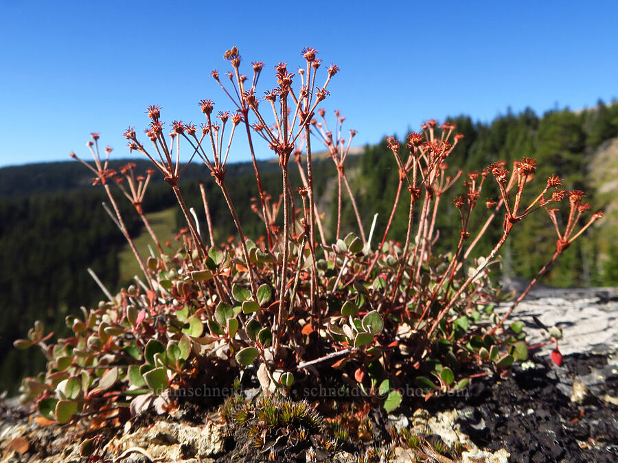 Haussknecht's buckwheat, gone to seed (Eriogonum umbellatum var. haussknechtii) [summit of Newton Pinnacle, Mt. Hood National Forest, Hood River County, Oregon]