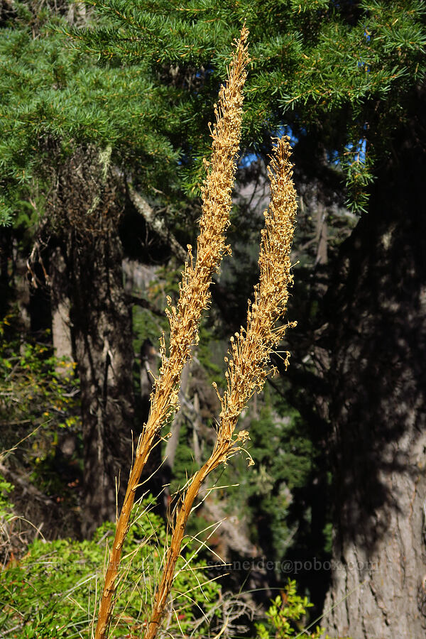 beargrass, gone to seed (Xerophyllum tenax) [below Newton Pinnacle, Mt. Hood National Forest, Hood River County, Oregon]