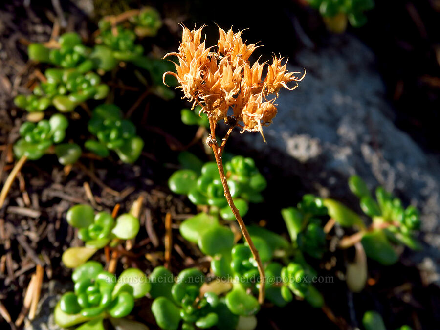 Oregon stonecrop, gone to seed (Sedum oreganum) [below Newton Pinnacle, Mt. Hood National Forest, Hood River County, Oregon]