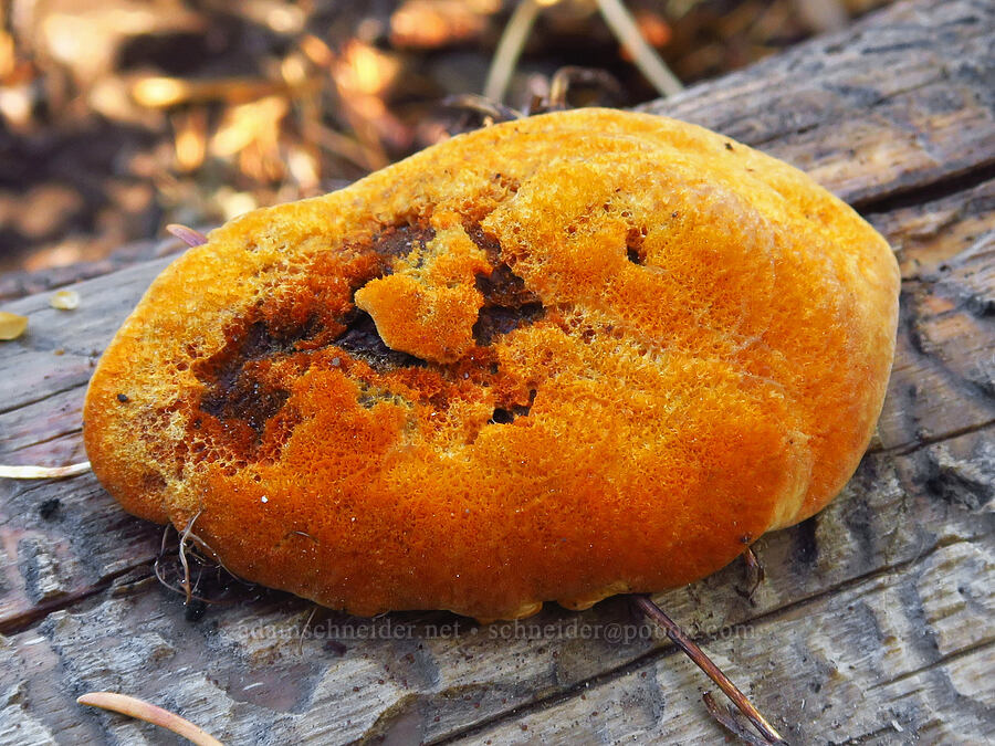 fungus on a fallen log [below Newton Pinnacle, Mt. Hood National Forest, Hood River County, Oregon]