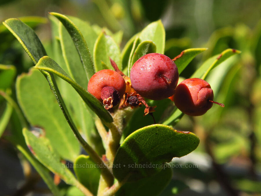 pine-mat manzanita berries (Arctostaphylos nevadensis) [Picnic Rock Ridge, Mt. Hood National Forest, Hood River County, Oregon]