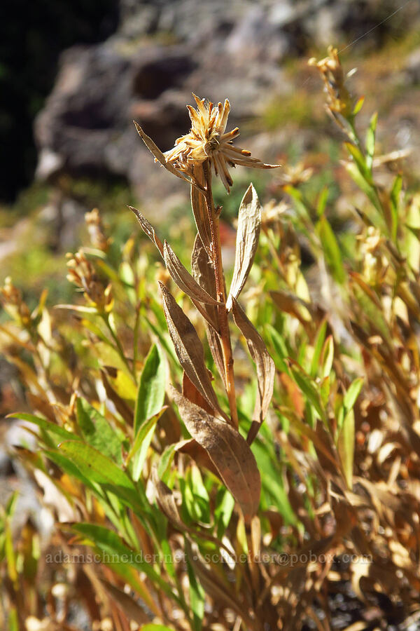 Greene's rabbitbrush, gone to seed (Chrysothamnus greenei (Ericameria greenei) (Haplopappus greenei)) [Picnic Rock, Mt. Hood National Forest, Hood River County, Oregon]