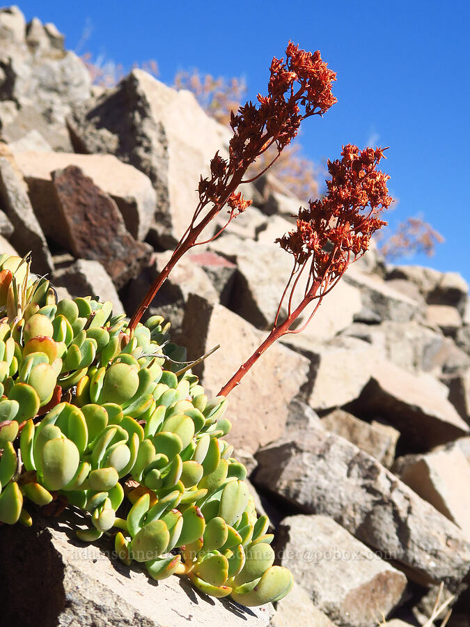 creamy stonecrop, gone to seed (Sedum oregonense) [Picnic Rock, Mt. Hood National Forest, Hood River County, Oregon]