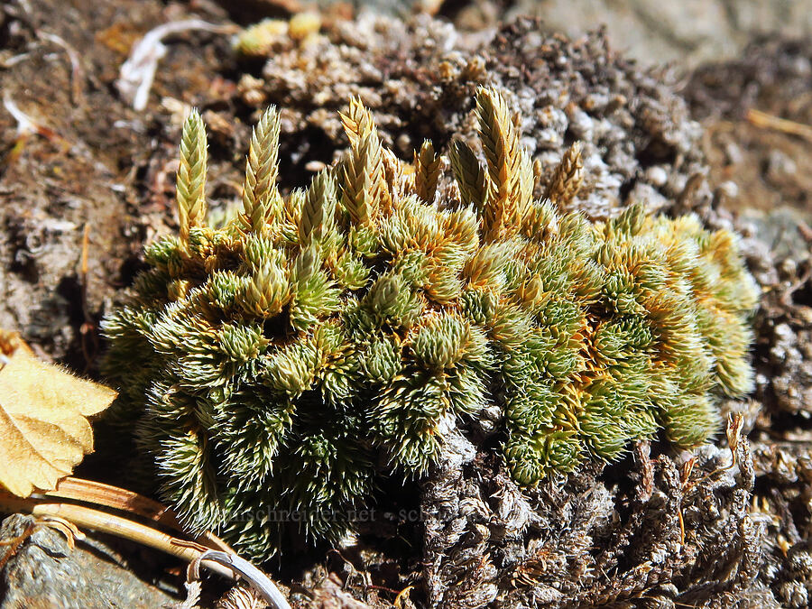 Rocky Mountain spike-moss (Selaginella scopulorum) [Picnic Rock, Mt. Hood National Forest, Hood River County, Oregon]