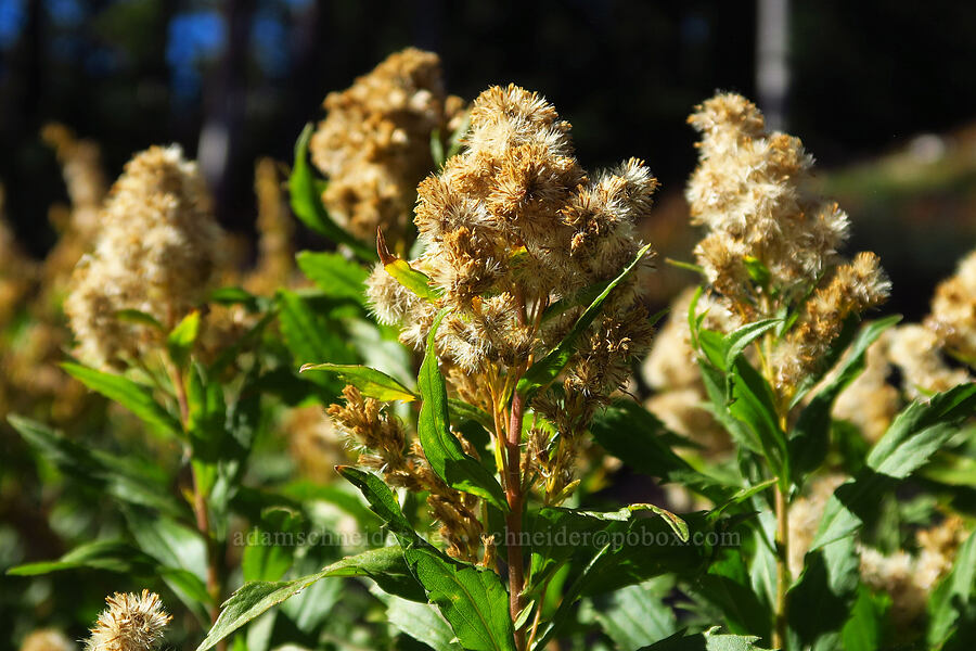 goldenrod, gone to seed (Solidago elongata (Solidago canadensis ssp. elongata)) [Beargrass Trail, Mt. Hood National Forest, Hood River County, Oregon]