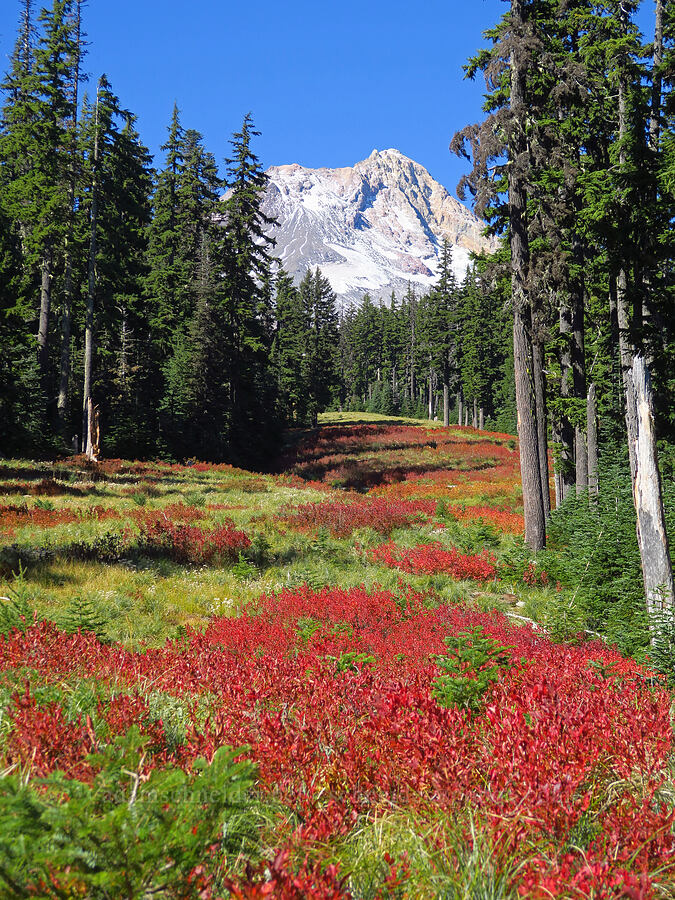 Mount Hood & fall colors [Beargrass Trail, Mt. Hood National Forest, Hood River County, Oregon]