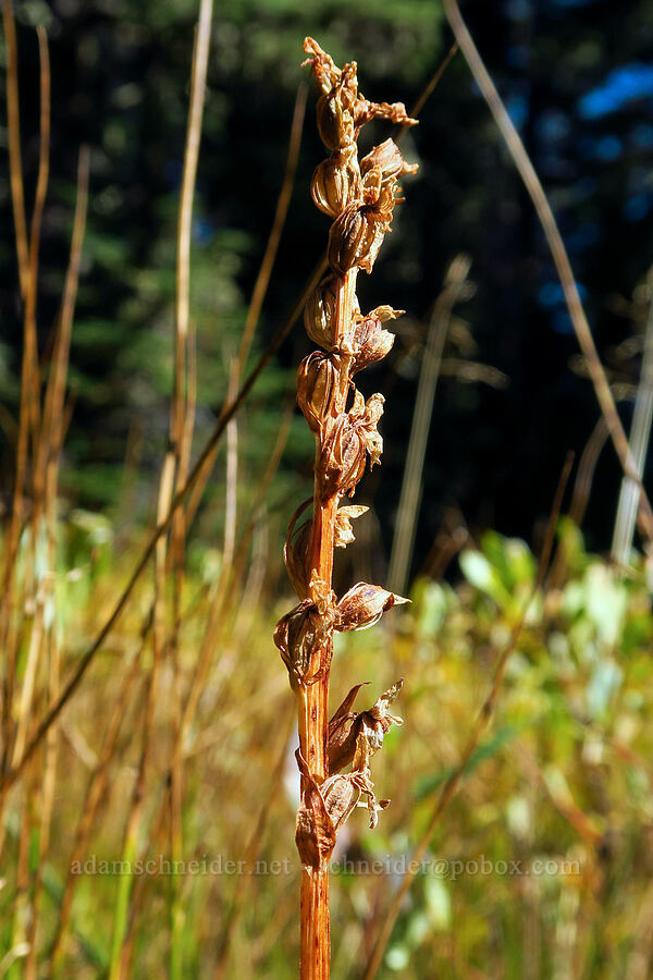 bog orchid, gone to seed (Platanthera sp.) [Beargrass Trail, Mt. Hood National Forest, Hood River County, Oregon]