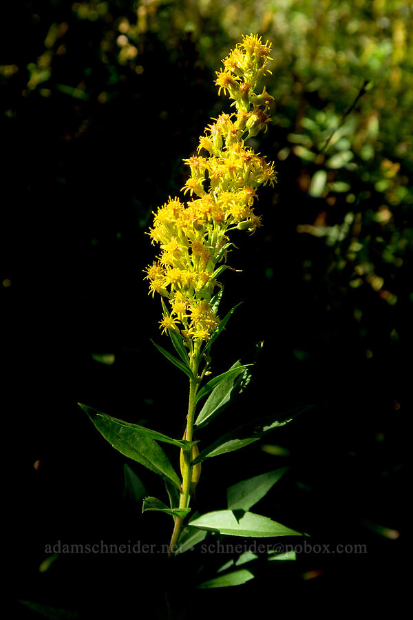 goldenrod (Solidago elongata (Solidago canadensis ssp. elongata)) [East Fork Hood River, Mt. Hood National Forest, Hood River County, Oregon]