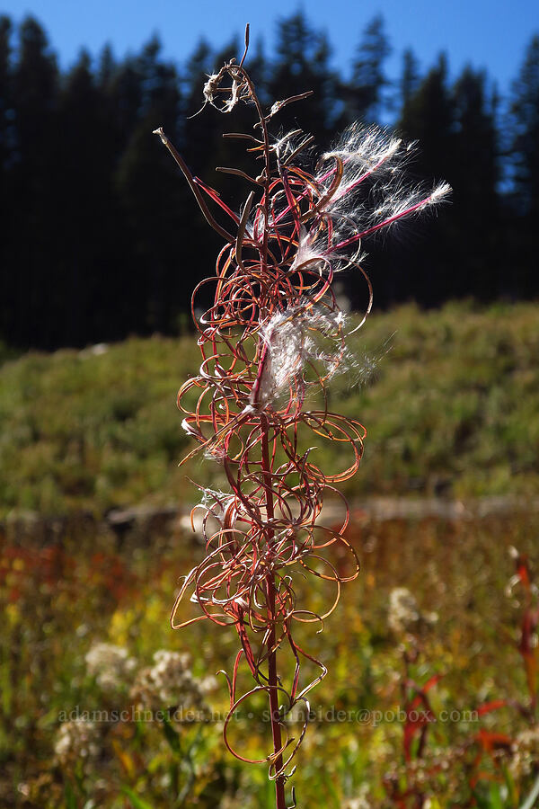 fireweed, gone to seed (Chamerion angustifolium (Chamaenerion angustifolium) (Epilobium angustifolium)) [Mount Hood Meadows, Mt. Hood National Forest, Hood River County, Oregon]