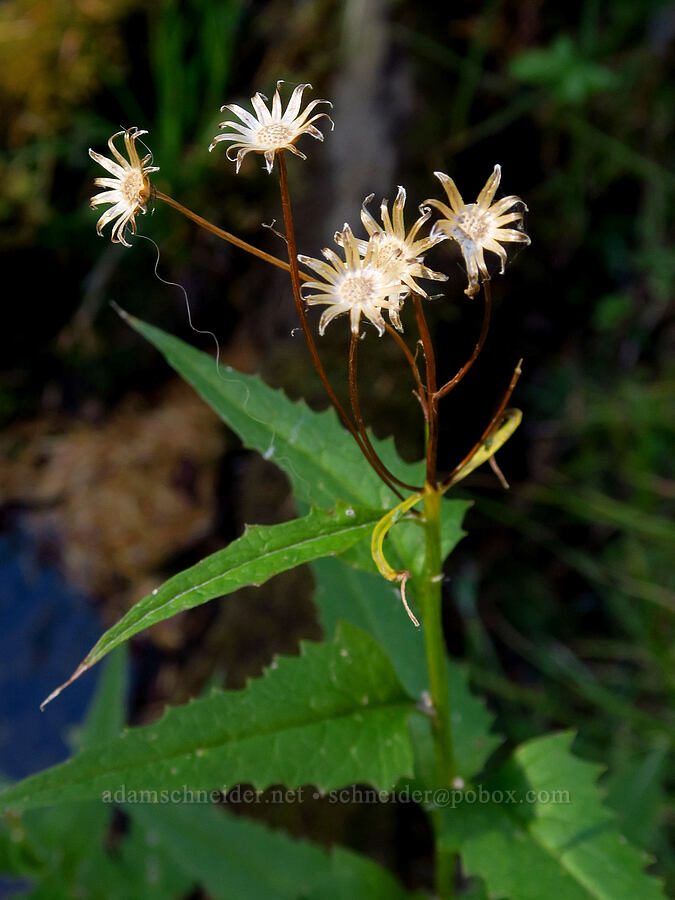 arrow-leaf groundsel, gone to seed (Senecio triangularis) [Umbrella Falls Trail, Mt. Hood National Forest, Hood River County, Oregon]