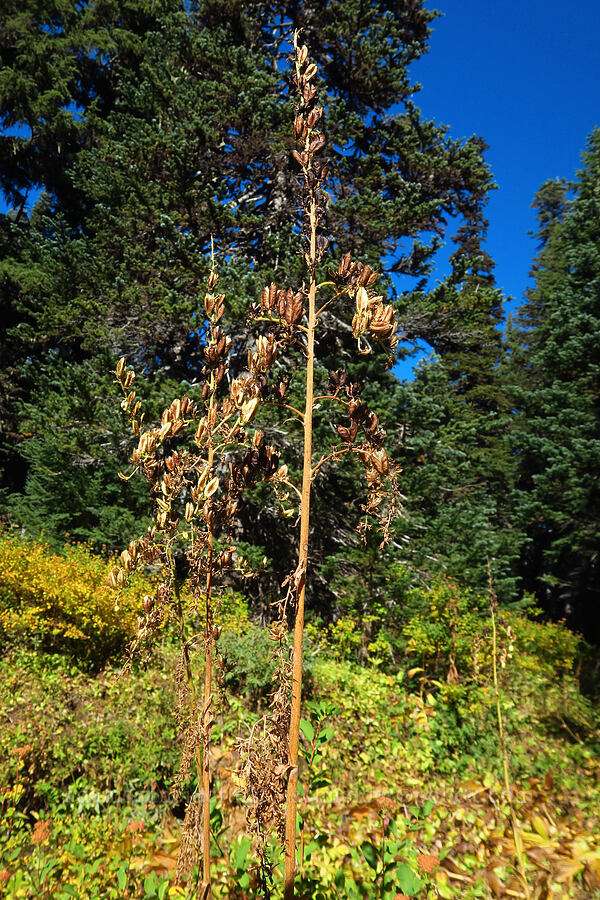 green corn lily, gone to seed (Veratrum viride var. eschscholzianum (Veratrum eschscholtzianum)) [Umbrella Falls Trail, Mt. Hood National Forest, Hood River County, Oregon]