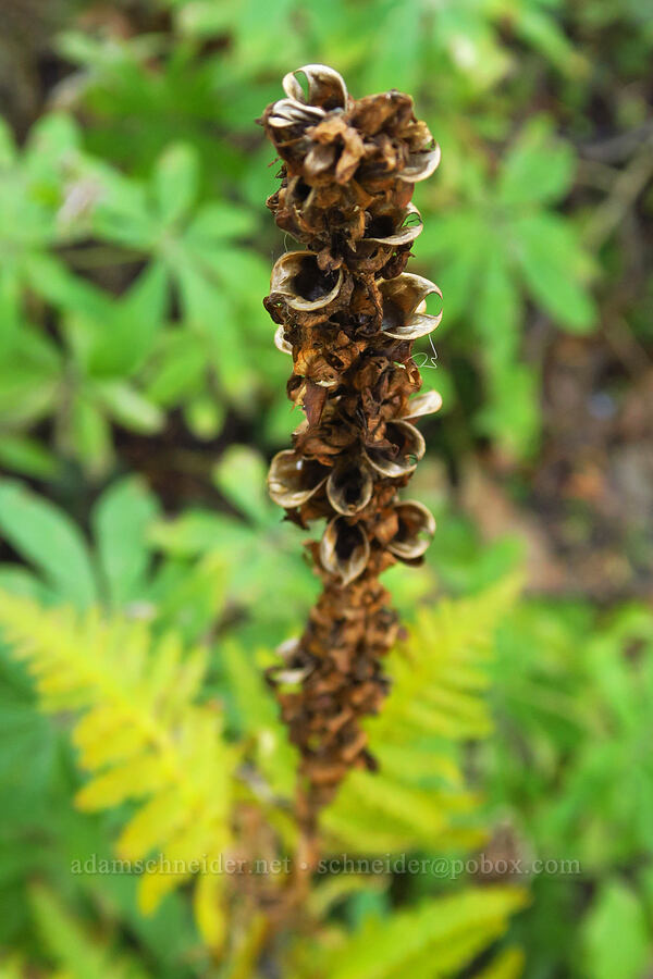 bracted lousewort, gone to seed (Pedicularis bracteosa) [Sahalie Falls Trail, Mt. Hood National Forest, Hood River County, Oregon]