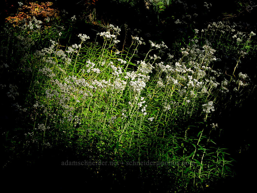 pearly everlasting (Anaphalis margaritacea) [Sahalie Falls Trail, Mt. Hood National Forest, Hood River County, Oregon]