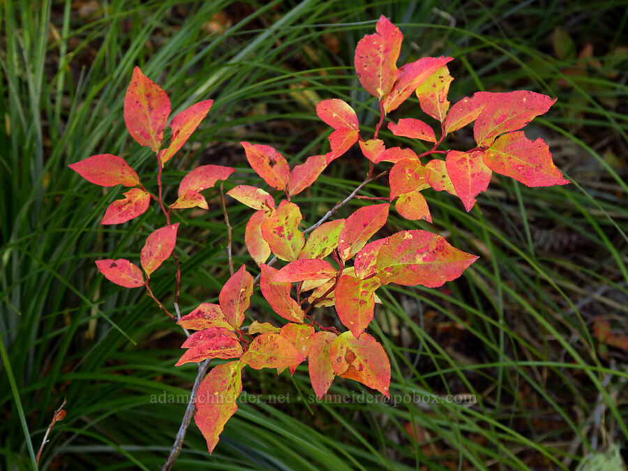 fall huckleberry leaves (Vaccinium membranaceum) [Sahalie Falls Trail, Mt. Hood National Forest, Hood River County, Oregon]