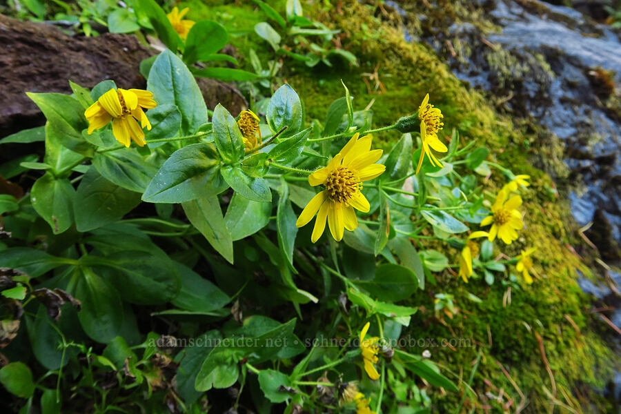 stream-bank arnica (Arnica lanceolata ssp. prima (Arnica amplexicaulis)) [Sahalie Falls, Mt. Hood National Forest, Hood River County, Oregon]