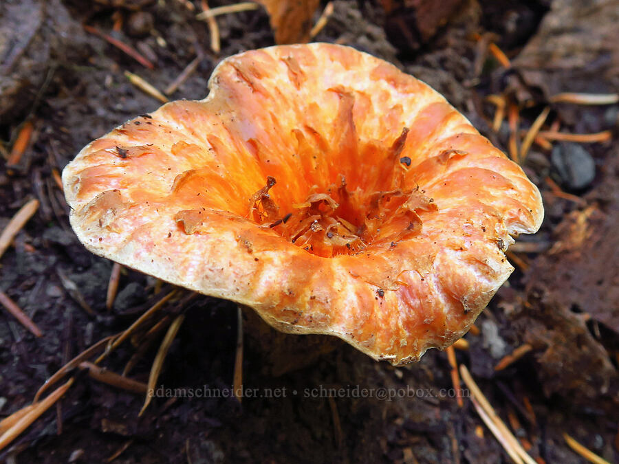 scaly/woolly chanterelle mushroom (Turbinellus floccosus (Gomphus floccosus)) [Sahalie Falls, Mt. Hood National Forest, Hood River County, Oregon]