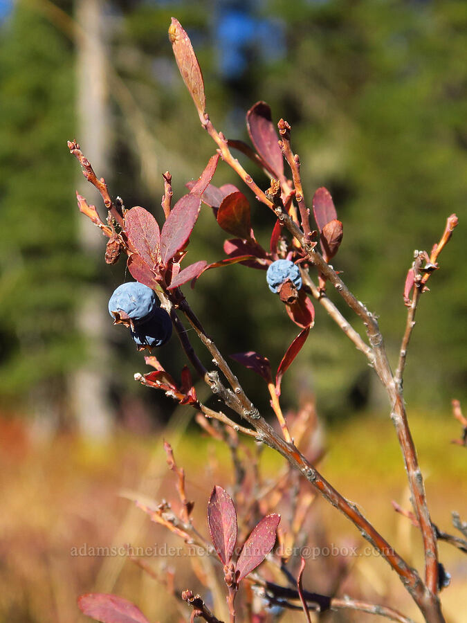 bog blueberry/bilberry (Vaccinium uliginosum) [Hood River Meadow, Mt. Hood National Forest, Hood River County, Oregon]