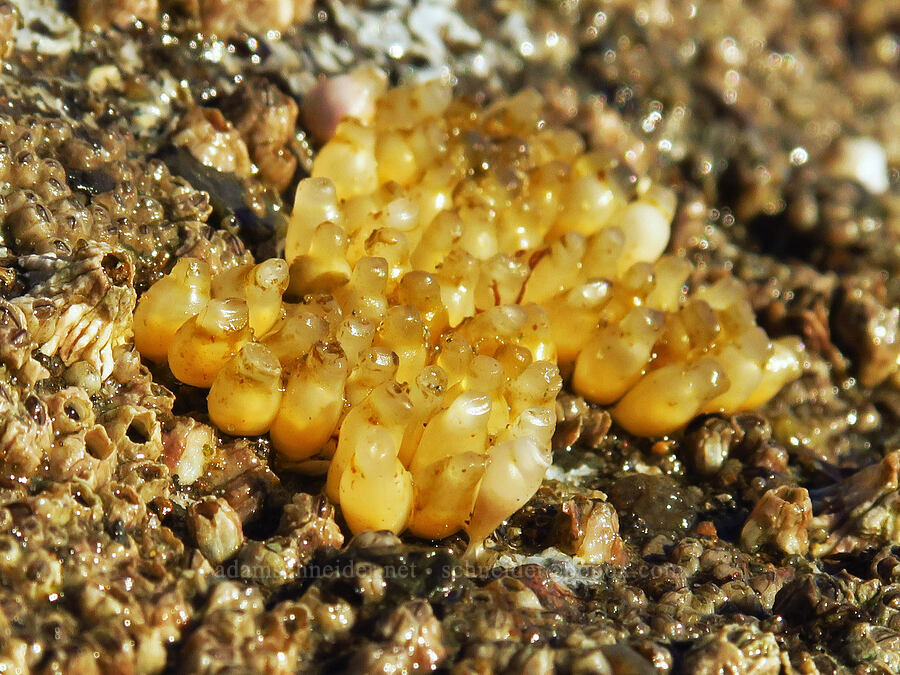 striped dogwinkle snail eggs (Nucella ostrina) [Seal Rock State Recreation Site, Lincoln County, Oregon]