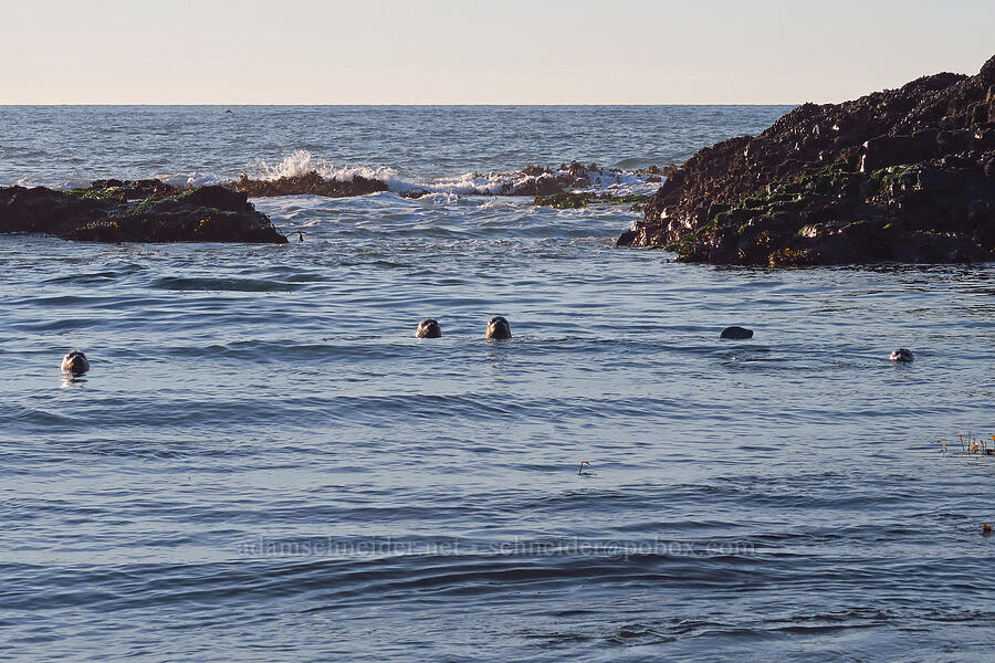 harbor seals (Phoca vitulina) [Seal Rock State Recreation Site, Lincoln County, Oregon]