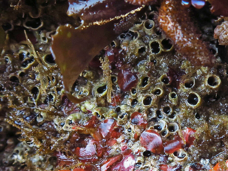 colonial tubeworms (Dodecaceria pacifica) [Seal Rock State Recreation Site, Lincoln County, Oregon]