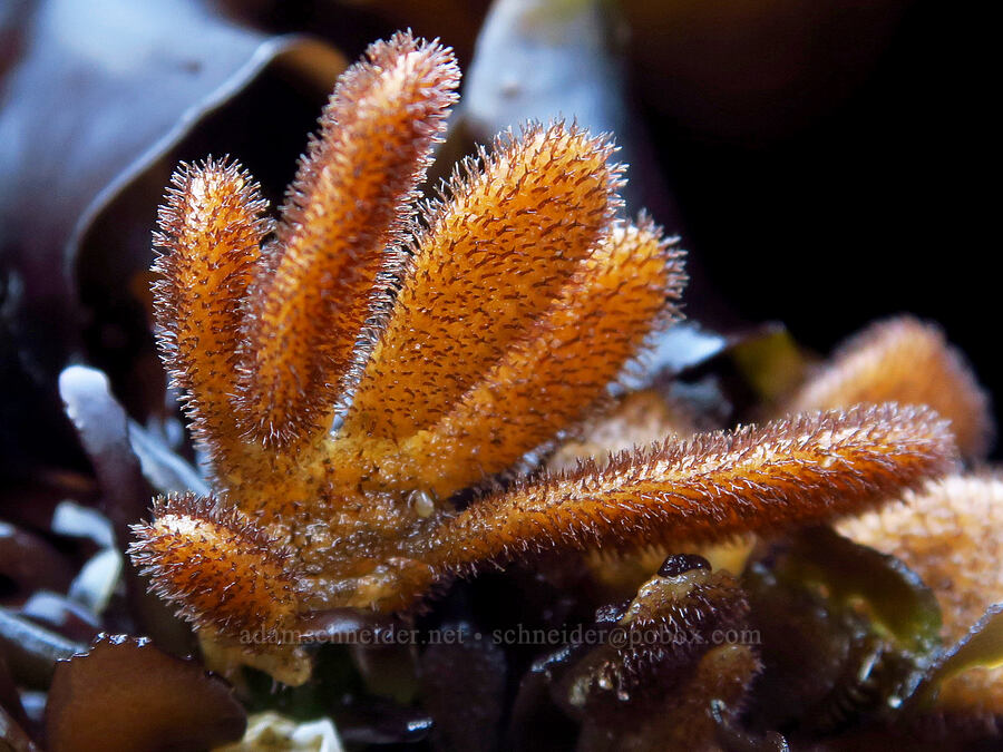 leather bryozoan (Flustrellidra corniculata) [Seal Rock State Recreation Site, Lincoln County, Oregon]