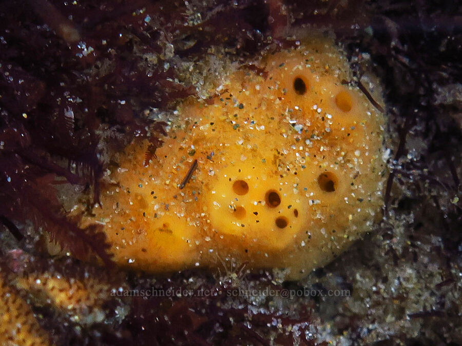 yellow encrusting sponge [Seal Rock State Recreation Site, Lincoln County, Oregon]