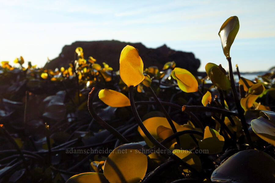 dense-clumped algae (Laminaria sinclairii) [Seal Rock State Recreation Site, Lincoln County, Oregon]