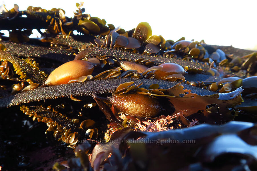 feather boa kelp (Egregia menziesii) [Seal Rock State Recreation Site, Lincoln County, Oregon]