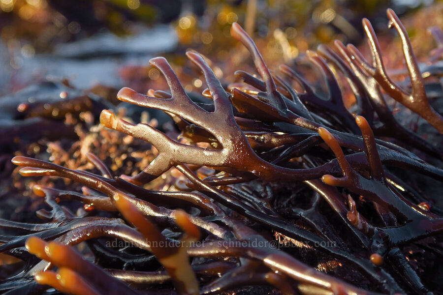 flattened Ahnfelt's seaweed (Ahnfeltiopsis linearis (Gymnogongrus linearis)) [Seal Rock State Recreation Site, Lincoln County, Oregon]