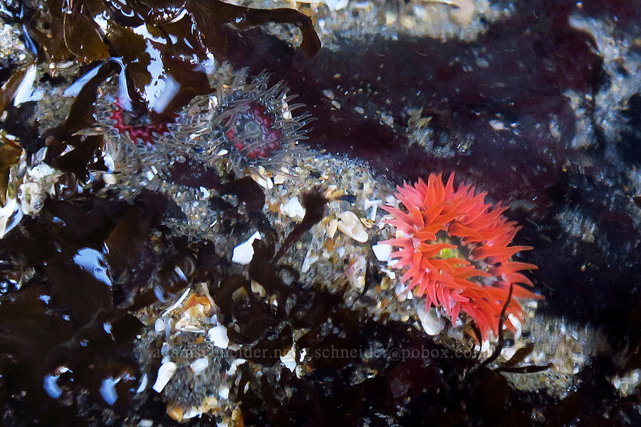 moonglow anemones (Anthopleura artemisia) [Seal Rock State Recreation Site, Lincoln County, Oregon]