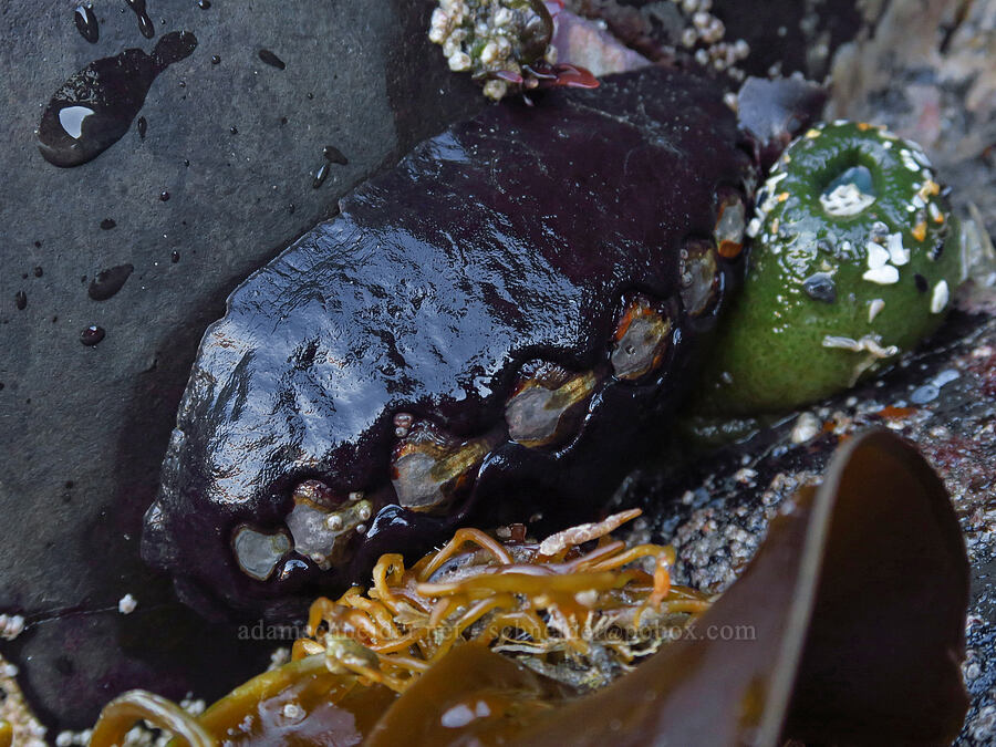 black Katy chiton (and a closed-up anemone) (Katharina tunicata, Anthopleura xanthogrammica) [Seal Rock State Recreation Site, Lincoln County, Oregon]