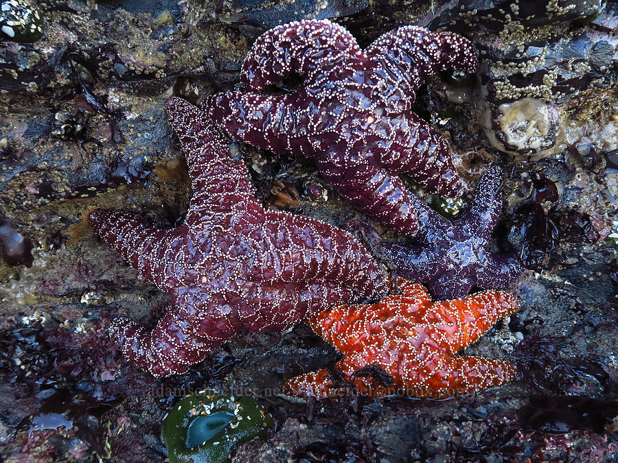 ochre sea stars (Pisaster ochraceus) [Seal Rock State Recreation Site, Lincoln County, Oregon]