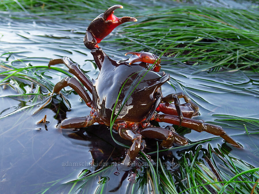 northern kelp crabs (Pugettia producta) [Seal Rock State Recreation Site, Lincoln County, Oregon]