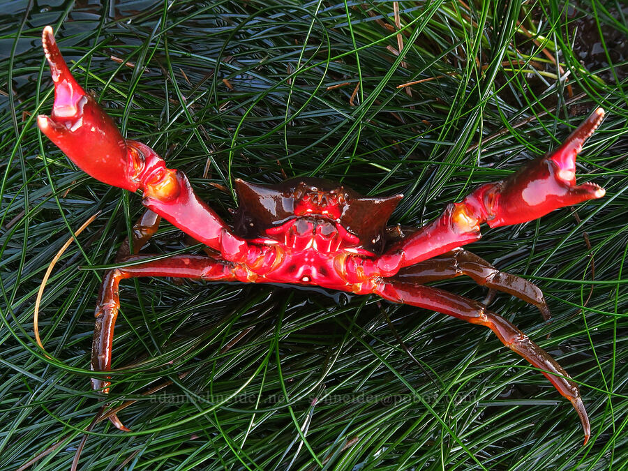 northern kelp crab (Pugettia producta) [Seal Rock State Recreation Site, Lincoln County, Oregon]