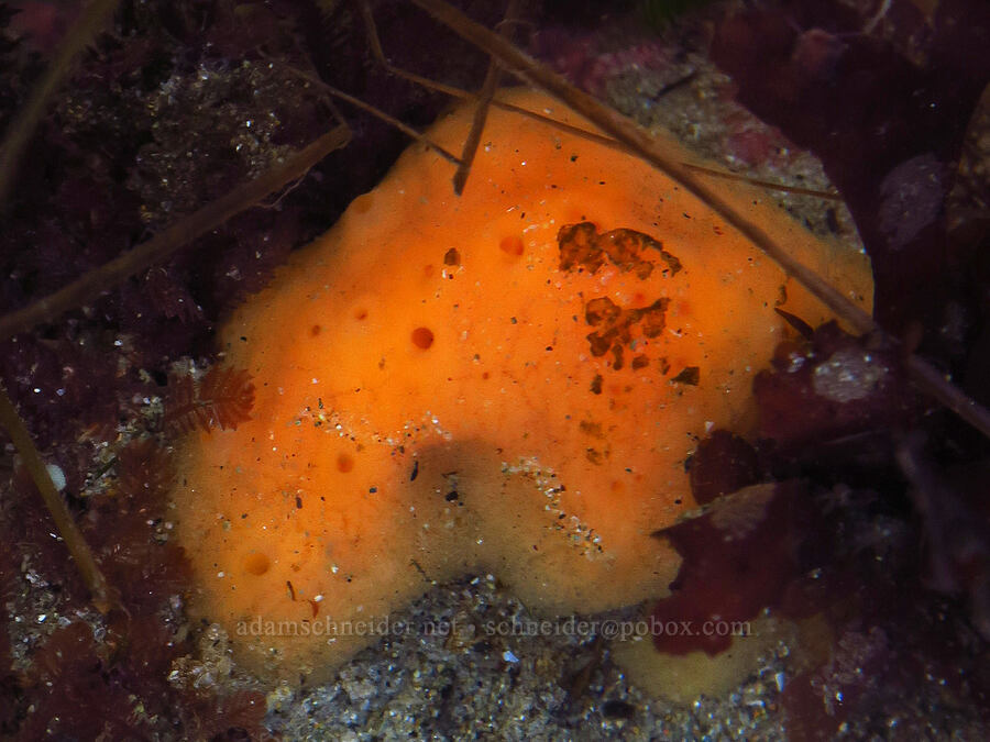 orange encrusting sponge [Seal Rock State Recreation Site, Lincoln County, Oregon]